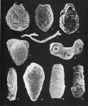 Protozoans
