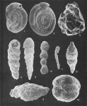 Foraminifera