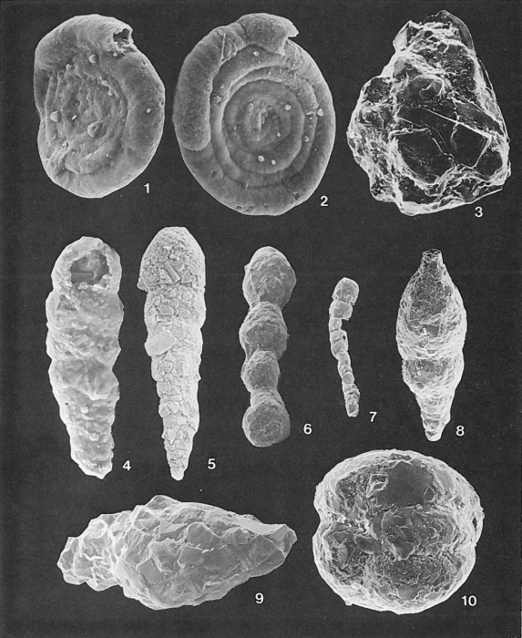 Plate 2