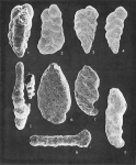 Protozoans
