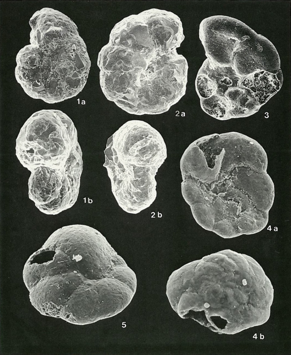 Plate 4