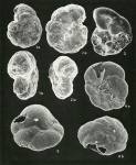 Protozoans