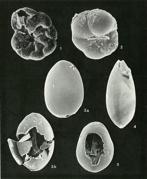 Plate 5