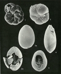 Protozoans