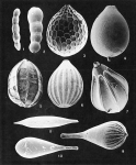 Plate 6