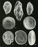 Plate 7