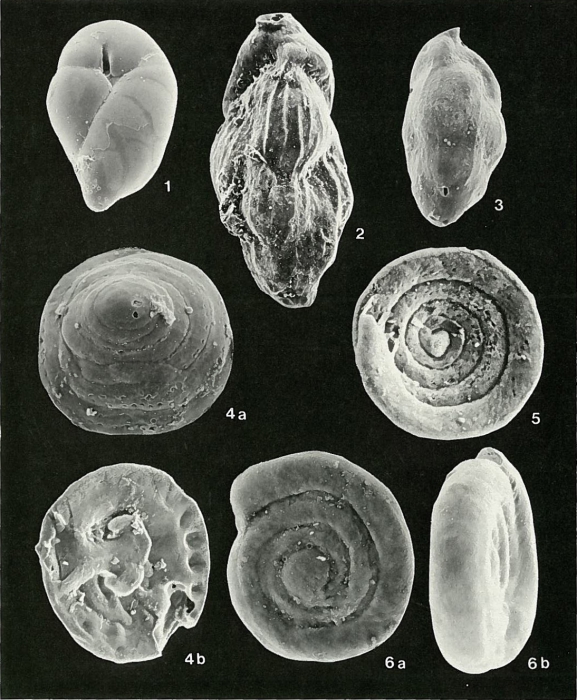 Plate 7
