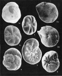 Foraminifera