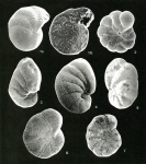 Foraminifera
