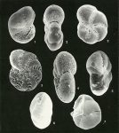 Foraminifera