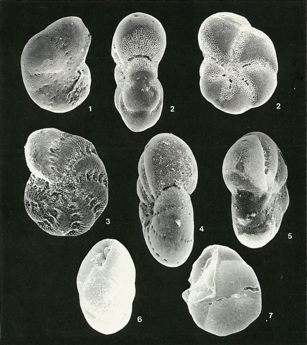 Plate 10