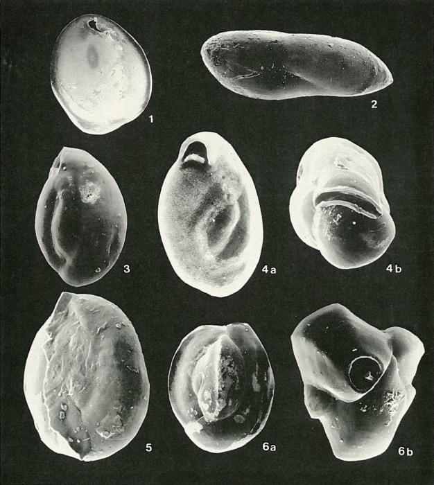 Plate 11