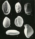 Protozoans