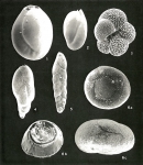 Foraminifera