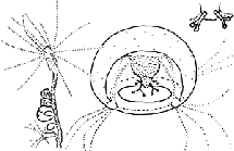 Family Bougainvillidae, typical polyp and medusa