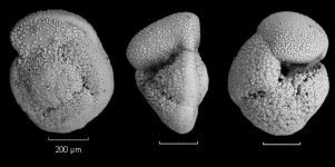 Globorotalia crassaformis crassaformis, author: Hayward, Bruce