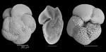 Globorotalia crassaformis imbricata