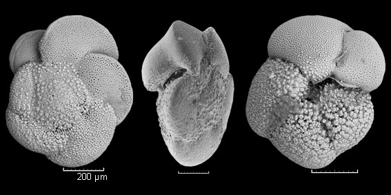 Globorotalia crassaformis imbricata Globorotalia crassaformis imbricata