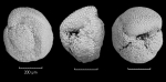Globorotalia crassaformis ronda