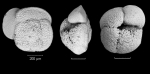 Globorotalia crassaformis hessi