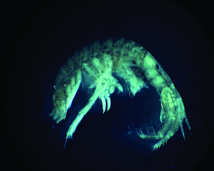 Chelicorophium curvispinum Chelicorophium curvispinum