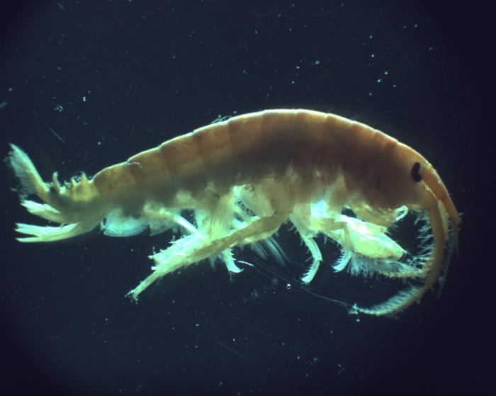 Dikerogammarus villosus Dikerogammarus villosus