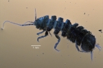 Isopoda