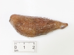 Echinodermata (Echinoderms)