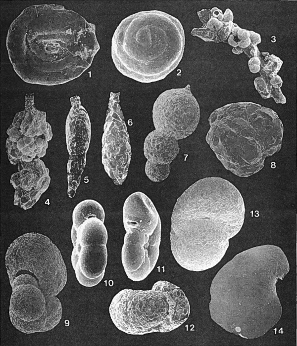 Forams -Plate 4- (Newfoundland) Forams -Plate 4- (Newfoundland)