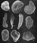 Protozoans