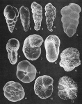 Protozoans