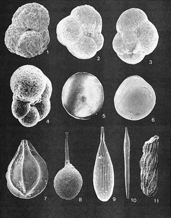 Forams -Plate 7- (Newfoundland)