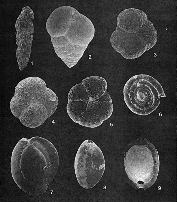 Forams -Plate 8- (Newfoundland) Forams -Plate 8- (Newfoundland)