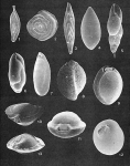 Forams -Plate 9- (Newfoundland), author: Cole, F.E.
