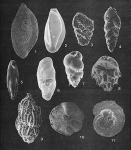 Foraminifera