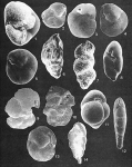 Protozoans
