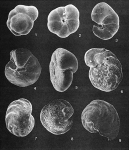 Forams -Plate 12- (Newfoundland), author: Cole, F.E.