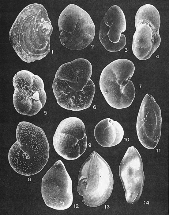 Forams -Plate 13- (Newfoundland) Forams -Plate 13- (Newfoundland)