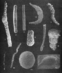 Forams -Plate 1- (Newfoundland), author: Cole, F.E.