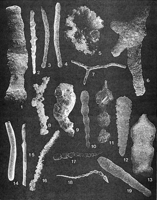 Forams -Plate 2- (Newfoundland) Forams -Plate 2- (Newfoundland)