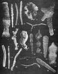 Protozoans