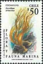 Durvillaea antarctica