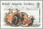 Umbilicaria antarctica