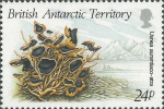 Usnea aurantiaco-atra