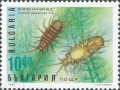 Isopoda