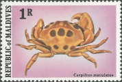 Carpilius maculatus, author: Collection VLIZ