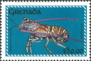 Panulirus argus, author: Collection VLIZ