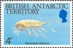 Paraeuchaeta antarctica