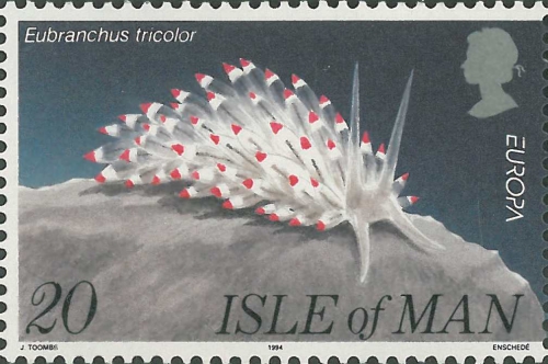 Eubranchus tricolor Eubranchus tricolor
