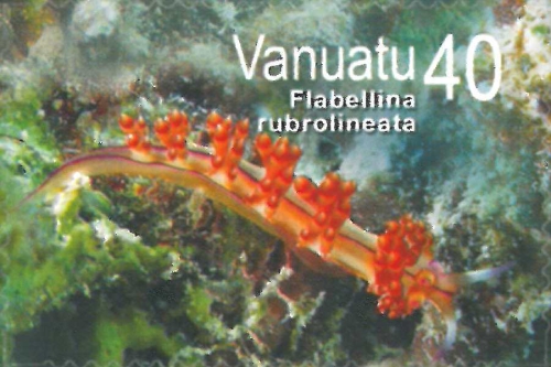 Flabellina rubrolineata Flabellina rubrolineata